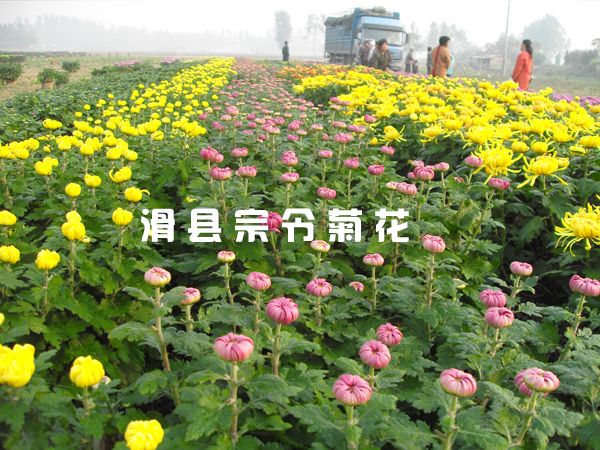 菊花種(zhǒng)植方法