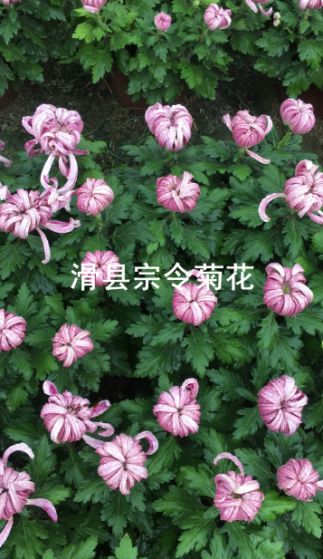 短日照菊花