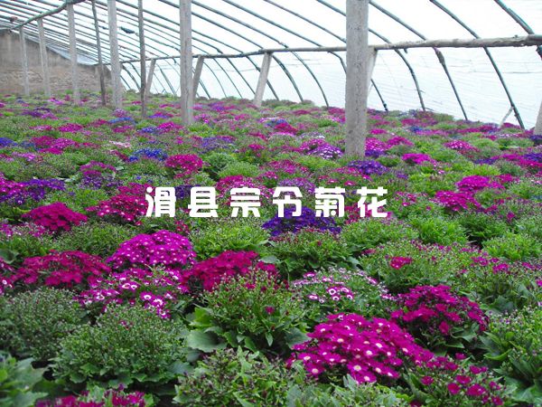 種(zhǒng)植基地