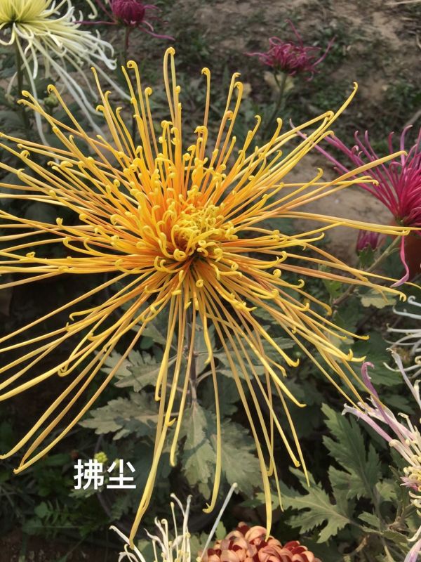 國(guó)華雨晴