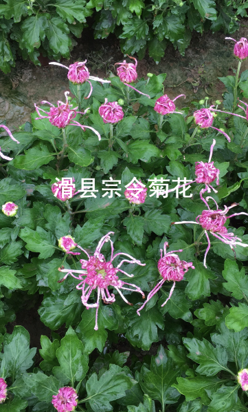 短日照菊花