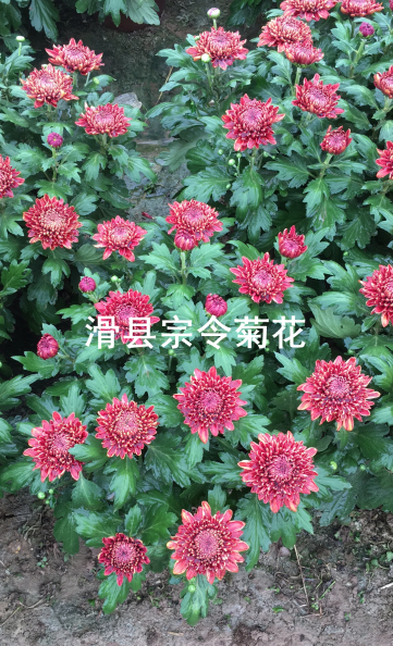 短日照菊花