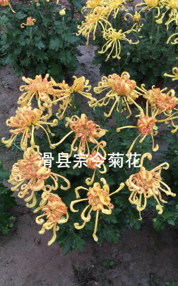 短日照菊花