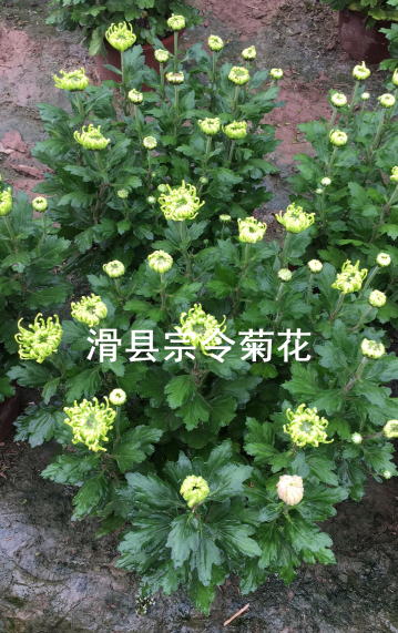 短日照菊花