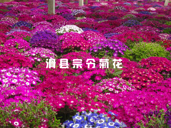 菊花的種(zhǒng)植方法與注意事(shì)項