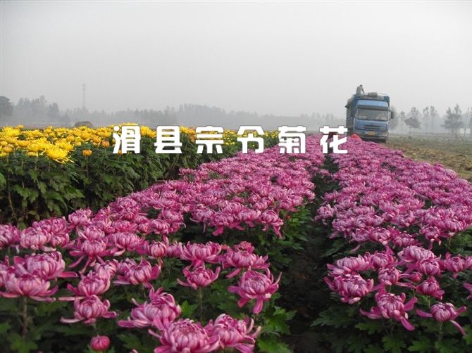 種(zhǒng)植基地